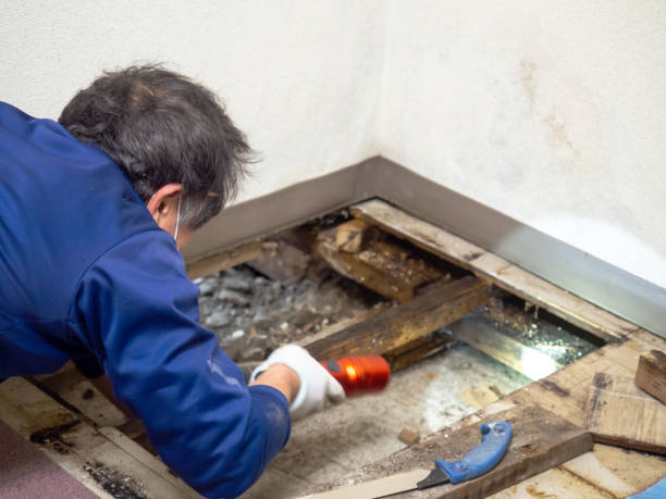 Best Mold Removal Near Me  in Delcambre, LA