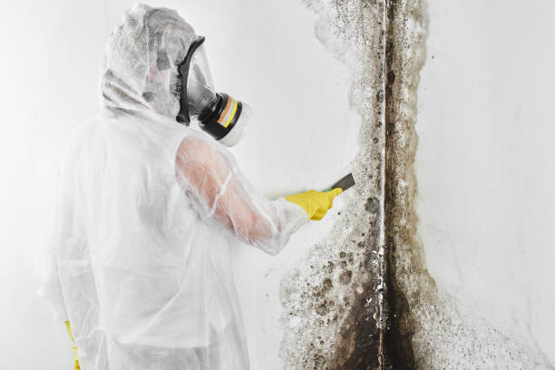 Best Crawl Space Mold Removal  in Delcambre, LA