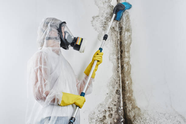 Best Attic Mold Removal  in Delcambre, LA