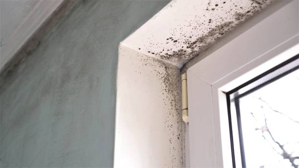 Best Black Mold Removal  in Delcambre, LA