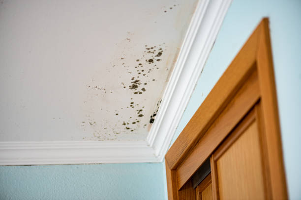 Best Home Mold Removal  in Delcambre, LA
