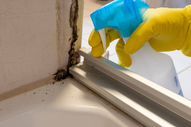 Best Same-Day Mold Removal  in Delcambre, LA