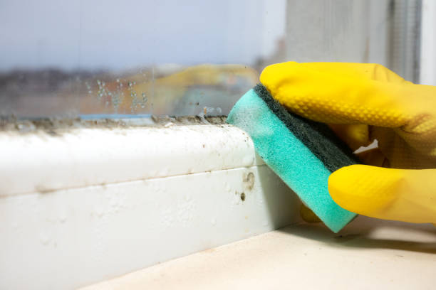 Best Mold Remediation  in Delcambre, LA