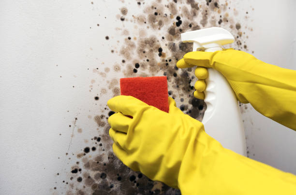 Best Mold Removal and Inspection  in Delcambre, LA