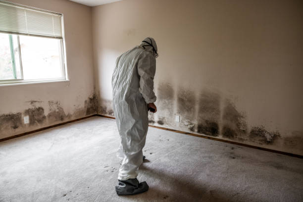 Best Fast Mold Removal  in Delcambre, LA