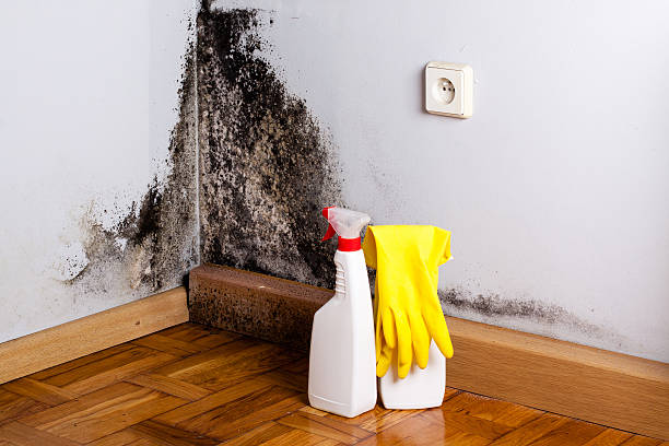 Best Mold Removal Process  in Delcambre, LA