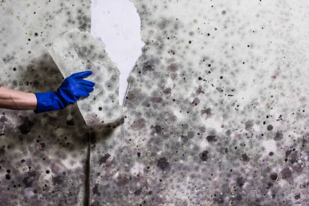 Best Commercial Mold Removal  in Delcambre, LA
