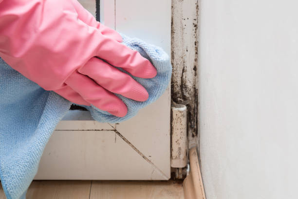 Best Same-Day Mold Removal  in Delcambre, LA