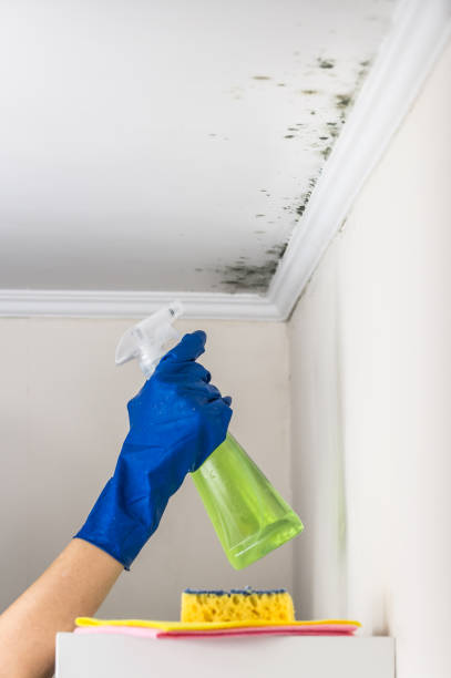 Best Mold Inspection  in Delcambre, LA